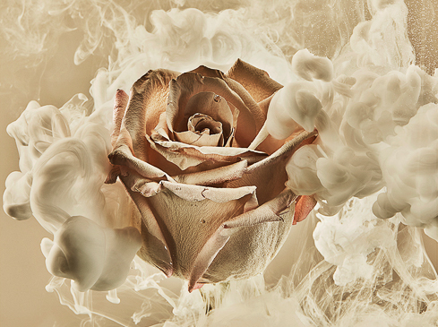 Sydney Still Life Photographer Vicki Lee Blue Velvet Series